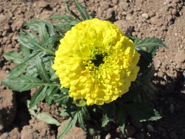 Flor, Plantas, Alergia, Primavera, Soleado