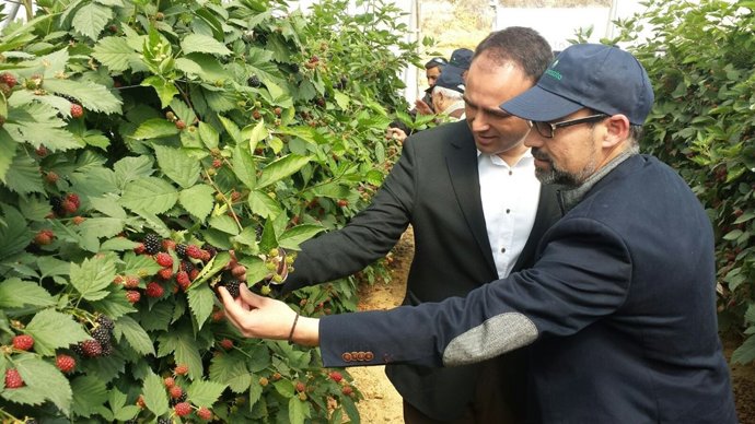 El delegado territorial de Agricultura en Huelva, en una finca de moras. 