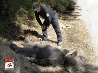 La Fundación Oso Pardo se personará como acusación particular en las diligencias por el oso muerto en Moal