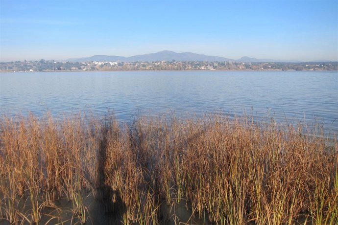 Pantano, Cazalegas, Juncos, Agua, Cielo