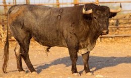 Toro 'Mitorero' de la ganadería de Victorino Martín que será lidiado en Logroño