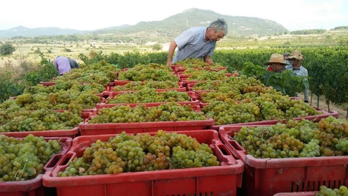 Vendimia DO Tarragona