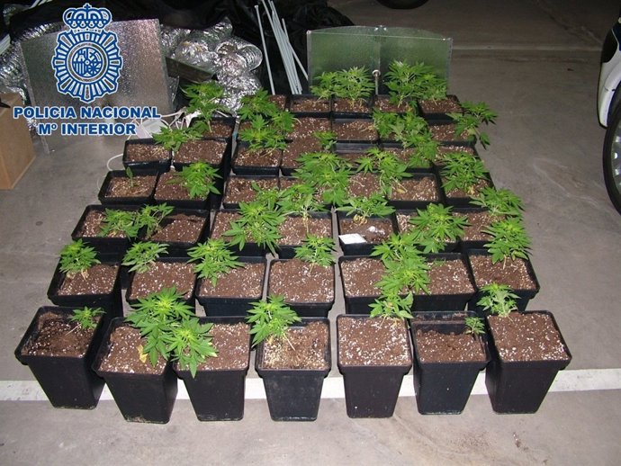 Plantas de marihuana incautadas