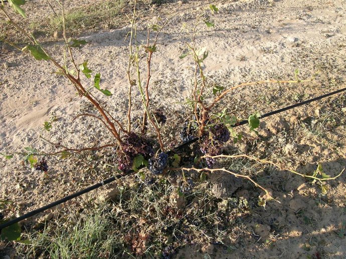 Cultivo afectado por el granizo