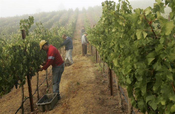 Viñedos del valle de Napa, en California