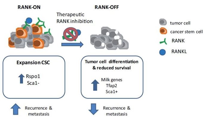 Gráfico de la investigación del Idibell