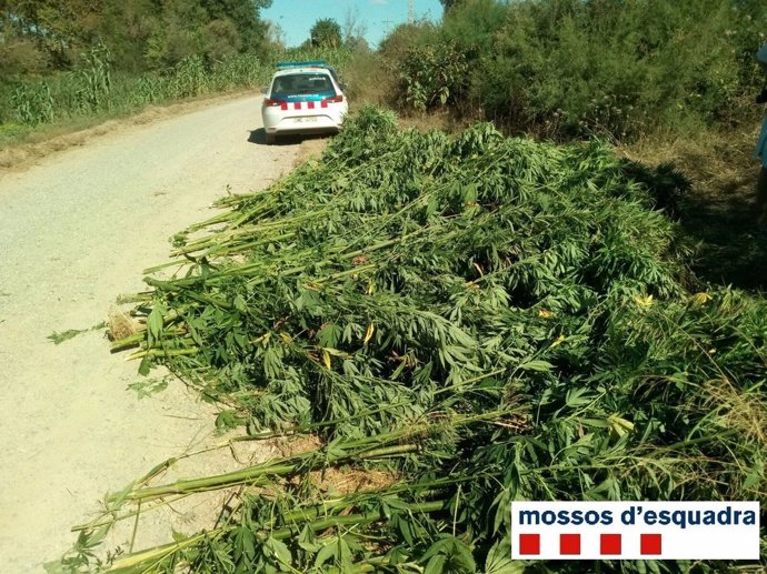 Plantas de marihuana descubiertas en un campo de trigo