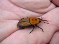 Canarias, primer territorio del mundo en erradicar el picudo rojo de la palmera