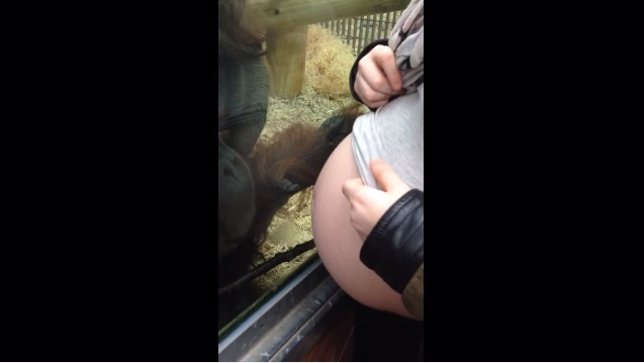Un orangután se da cuenta de que una mujer está embarazada y saca lado paternal