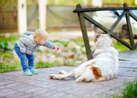 Los niños desconocen el peligro de acercarse a un perro asustado