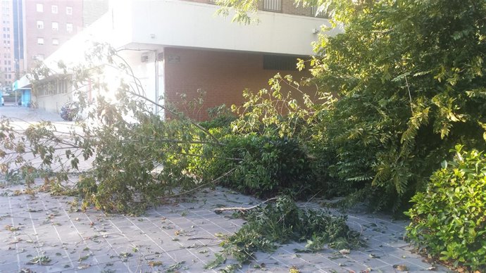 Árboles Caídos En Valencia 