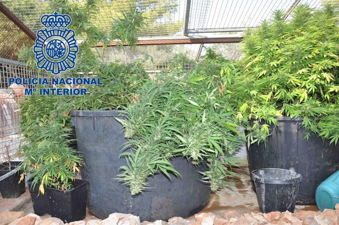 500 Plantas De Marihuanas Intervenidas En Dénia 