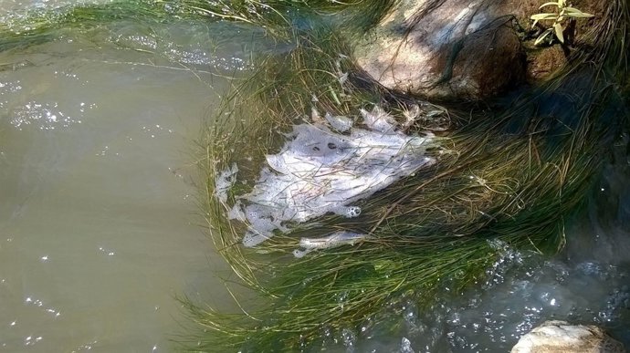 Posibles vertidos de contaminantes en el río Cinca