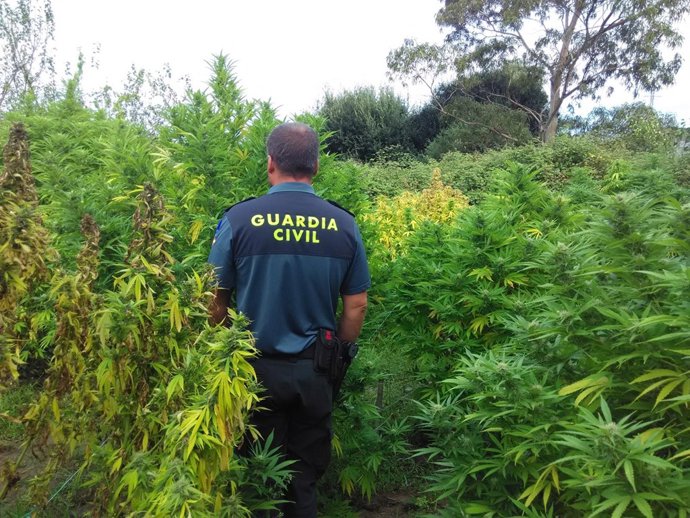 La Guardia Civil interviene plantas de marihuana en Arteixo (A Coruña).