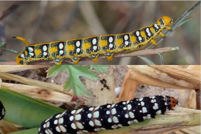 Bacterias para eliminar tóxicos en la Albufera 