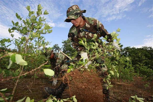 Un soldado boliviano en una plantación ilegal de cocaína