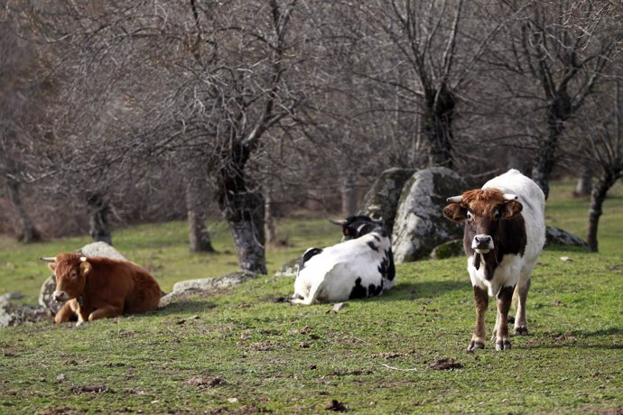 Animal , animales, vaca, vacas, toro, toros, pastar, pastando, ganadería, campo