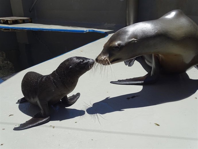 Tina, el león marino nacido en el Oceanogràfic