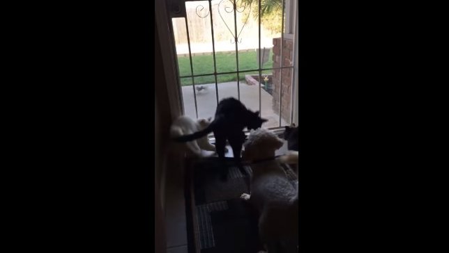 Un perro asusta a tres gatos