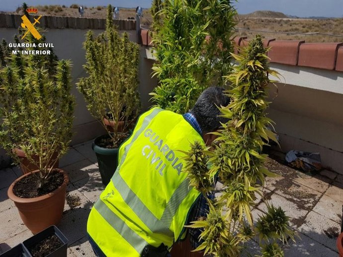 La Guardia Civil interviene 40 plantas de marihuana.