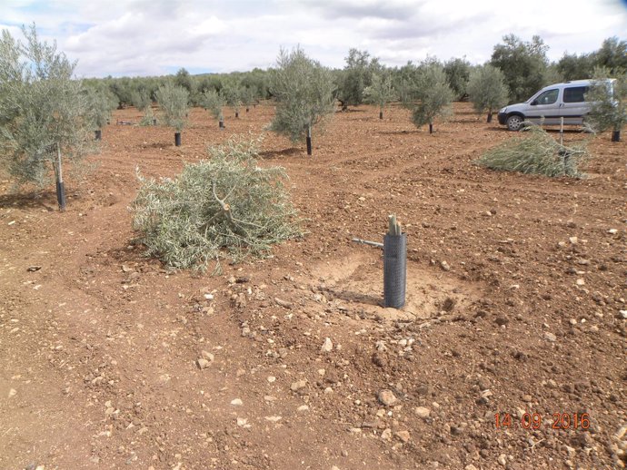 Olivos talados en Pedrera.