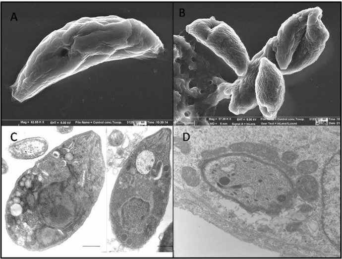 Imágenes parásitos de Toxoplasma 