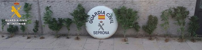 Plantas de marihuana intervenidas por la Guardia Civil