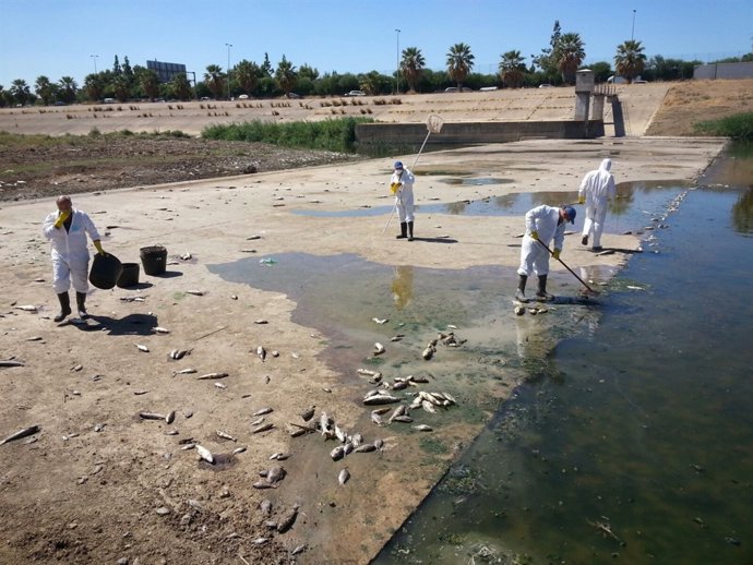 Recogida de ejemplares de peces muertos en el Guadaíra