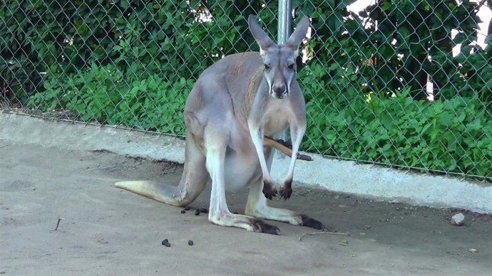 VÍDEO Neix Un Cangur Al Zoo De Barcelona