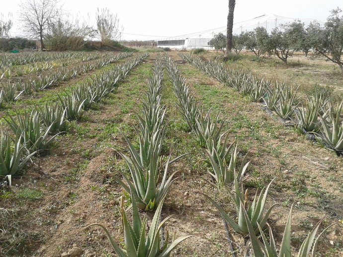 Agricultura estudia la viabilidad del Aloe Vera