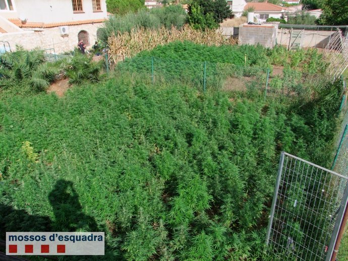Cultivo de marihuana en el exterior de una finca en Alcover (Tarragona)