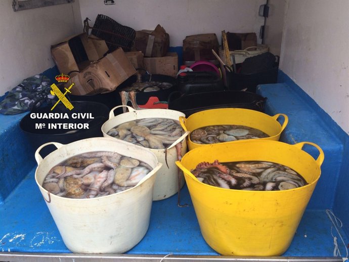 Imagen del pulpo ilegal decomisado en Bueu