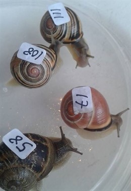 Caracoles participantes en la anterior edición