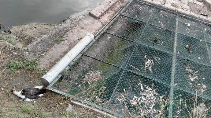 Ave muerta en el estanque de La Cantábrica en Astillero 