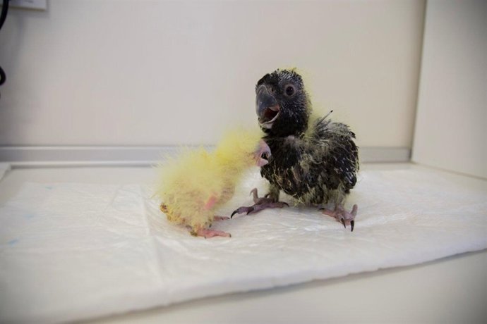 Ejemplares de cacatúa fúnebre de Tasmania