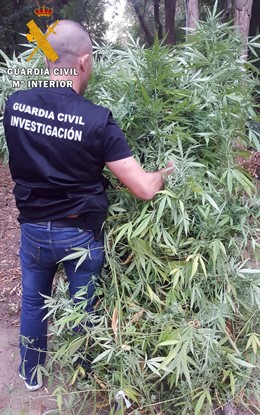Guardia Civil desmantela plantación de marihuana