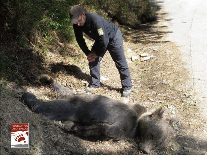 Oso Pardo muerto en Cangas del Narcea por un disparo
