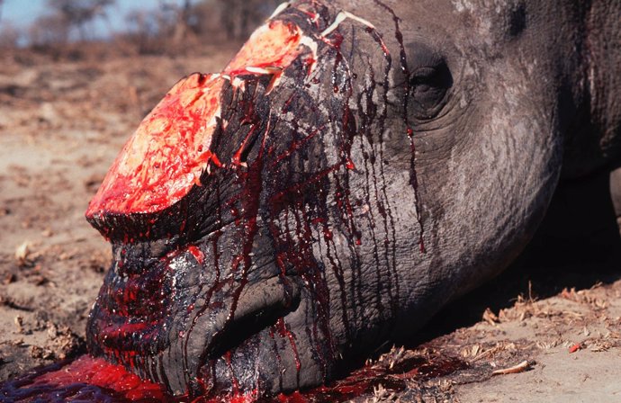 Rinoceronte africano, muerto por su cuerno