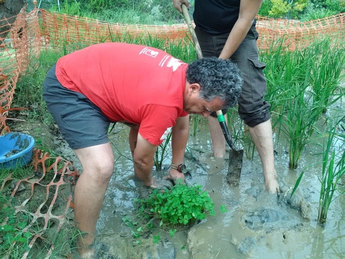 Plantación del helecho 'Marsilea quadrifolia' en el Delta de l'Ebre
