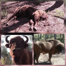 Bisonte decapitado en la reserva de Benagéber