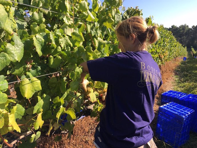 Ndp TERRAS GAUDA PROYECTO DE INNOVACIÓN BASADO EN LA VITICULTURA SOSTENIBLE Y PL