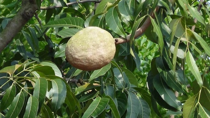 Un modelo conserva la capacidad antioxidante de sustancias de hojas de mango
