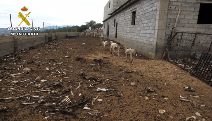 Cinco ovejas sobrevivieron en la finca de Zújar