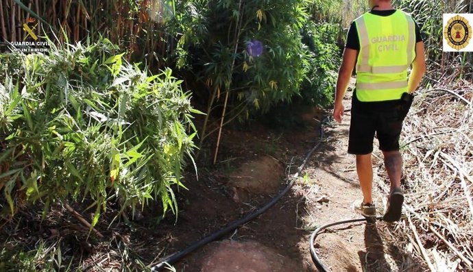 Plantación de marihuana