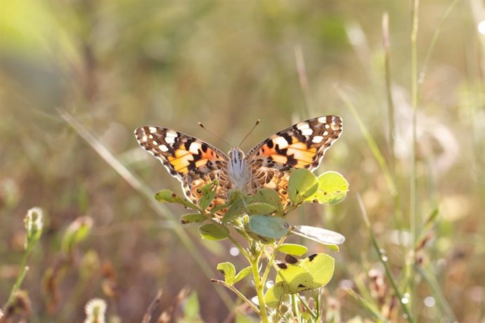 Vanessa cardui