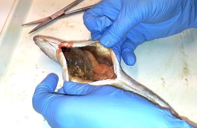 Varias Especies Comerciales De Peces Tienen Un Elevado Porcentaje De Microplásti