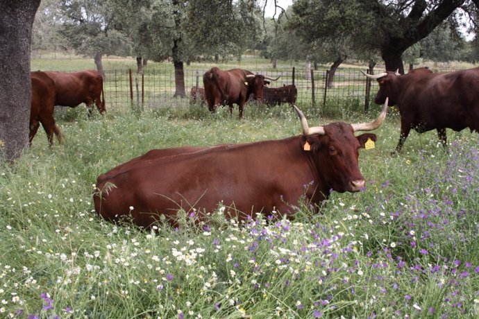 Ganado vacuno en la Finca La Orden-Valdesequera