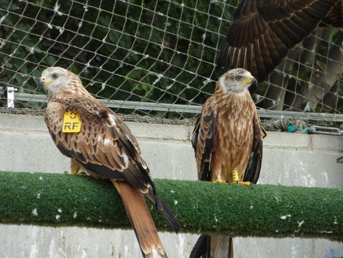 Pollos de milano real marcados
