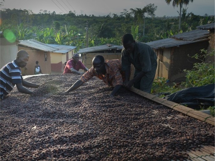 Trabajadores de las plantas de cacao de Mondelez