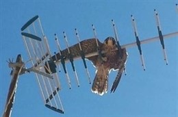 Halcón peregrino rescatado en Alcalá de Guadaíra